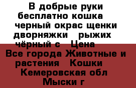 В добрые руки бесплатно,кошка,2.5черный окрас,щенки дворняжки,3 рыжих 1 чёрный,с › Цена ­ - - Все города Животные и растения » Кошки   . Кемеровская обл.,Мыски г.
